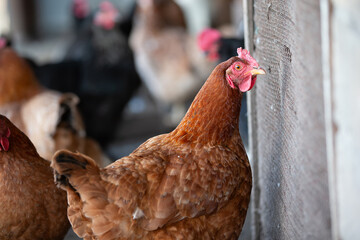 A chicken is standing in front of a wooden fence. There are other chickens in the background. The chicken is brown and has a red beak