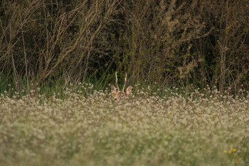 Beautiful roe deer with big horns in the field