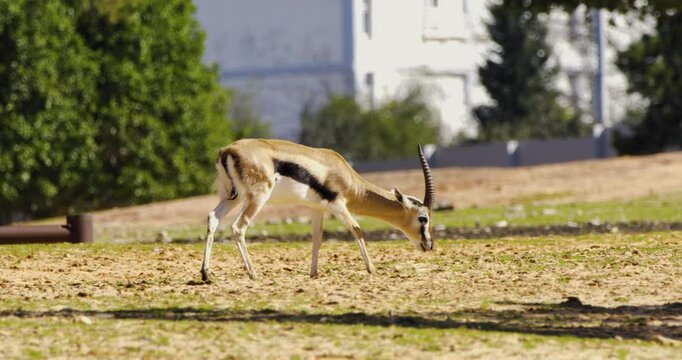 Wide shot of an antelope grazing on the ground in a natural setting. The animal lowers its head to eat, showcasing peaceful wildlife behavior in an open landscape.