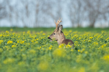 Beautiful roe deer with big horns in the field
