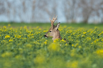 Beautiful roe deer with big horns in the field © predrag1