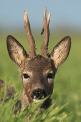 Roe deer in the green wheat