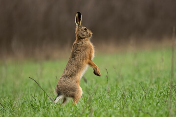 Wild rabbit in the field