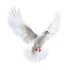 Fototapeta premium A white dove captured mid-flight, with its wings fully extended, showcasing individual feathers in stunning detail. The tail feathers spread slightly, adding to the elegant movement. 