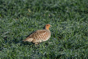 Grey partridge Perdix perdix)