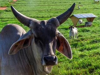 Guzera cattle feed in the pasture of a beef cattle farm in Brazil