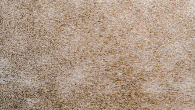 texture of the skin of a beige horse closeup