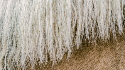 texture of the skin of a beige horse with a mane close up