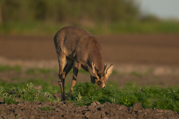 Beautiful roe deer with big horns in the field
