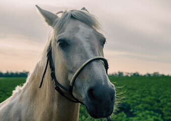 portrait of a beige horse on a background of green field and sky close up