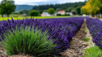 Beautiful Lavender Field in Full Bloom with Green Hills and Rural Village in Background