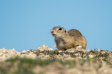 European ground squirrel on the grass in its natural environment