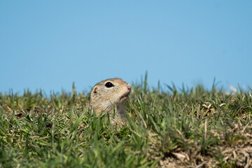 European ground squirrel on the grass in its natural environment