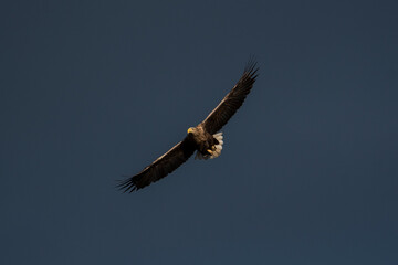 White-tailed eagle in flight