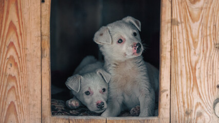 two mongrel puppies of white color inside a wooden doghouse