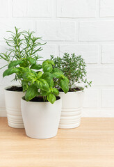 Fresh herbs growing in white pots on wooden table