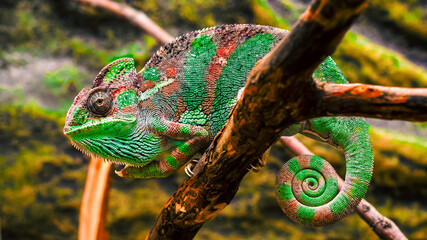 bright female Yemen chameleon sits on a branch on a yellow backg