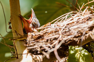 little bird asking food from nest