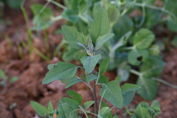 Chenopodium album plants. It  is a fast growing weedy annual plant in the genus Chenopodium. It's other names  lamb's quarters, melde, goosefoot, wild spinach and fat-hen. It is a popular greens.
