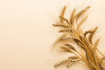 Sheaf of wheat ears close up and seeds on colored background. Natural cereal plant, harvest time...