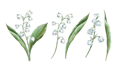 Spring flower delicate lily of the valley with large green leaves. Watercolor botanical illustration set, perfect for greeting cards, wedding invitations, branding, packaging and spring design. © ValentinaSova