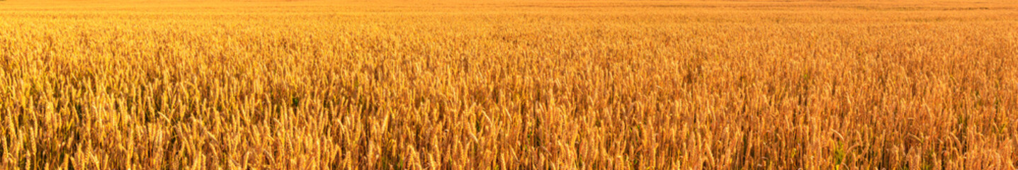 Golden wheat field panorama for harvest season ads, agriculture business promotion, organic food packaging, ecological farming banner, summer rural countryside poster.