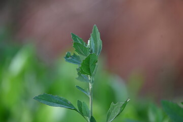 Chenopodium album plants. It  is a fast growing weedy annual plant in the genus Chenopodium. It's other names  lamb's quarters, melde, goosefoot, wild spinach and fat-hen. It is a popular greens.
