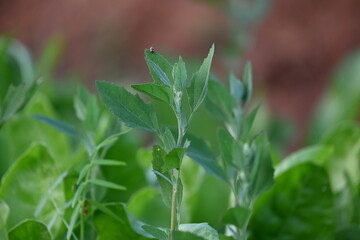 Chenopodium album plants. It  is a fast growing weedy annual plant in the genus Chenopodium. It's other names  lamb's quarters, melde, goosefoot, wild spinach and fat-hen. It is a popular greens.
