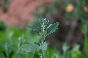 Chenopodium album plants. It  is a fast growing weedy annual plant in the genus Chenopodium. It's other names  lamb's quarters, melde, goosefoot, wild spinach and fat-hen. It is a popular greens.
