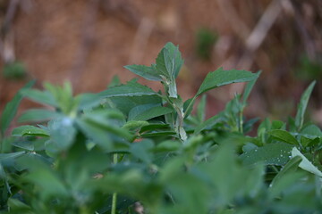 Chenopodium album plants. It  is a fast growing weedy annual plant in the genus Chenopodium. It's other names  lamb's quarters, melde, goosefoot, wild spinach and fat-hen. It is a popular greens.
