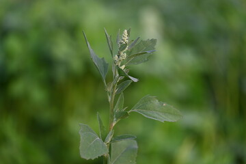 Chenopodium album plants. It  is a fast growing weedy annual plant in the genus Chenopodium. It's other names  lamb's quarters, melde, goosefoot, wild spinach and fat-hen. It is a popular greens.
