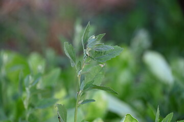 Chenopodium album plants. It  is a fast growing weedy annual plant in the genus Chenopodium. It's other names  lamb's quarters, melde, goosefoot, wild spinach and fat-hen. It is a popular greens.
