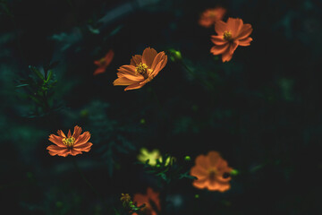 The genus name Cosmos is derived from the Greek word 