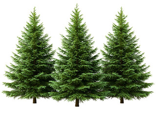 Fototapeta premium Three lush green evergreen trees stand tall against a black background
