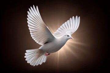 A close-up of a dove in mid-flight glowing with backlight