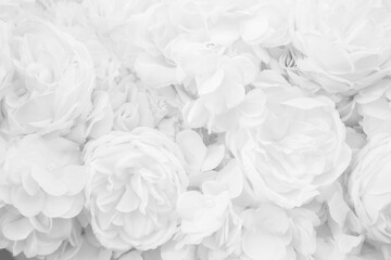 Fototapeta premium Beautiful white roses background. Black and white. Wedding concept.