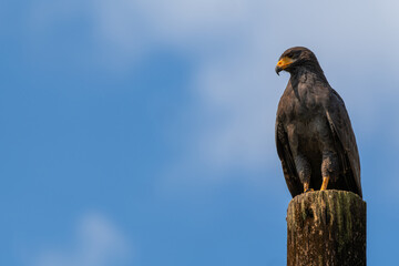 Northern black hawk (Buteogallus anthracinus), resting on a log