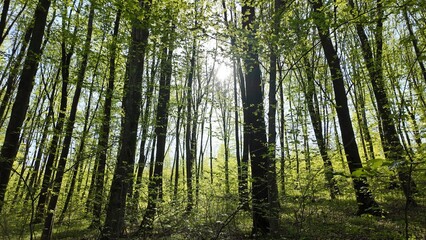 Green spring forest with flowers and grass in morning sunlight.