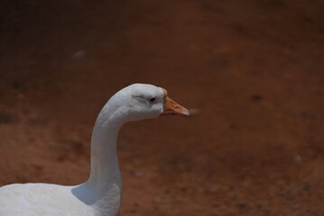 close up of a white goose