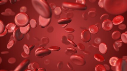 Circulatory Pathway of Red Blood Cells