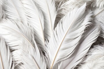 Abstract background showing ablack and white feathers pattern