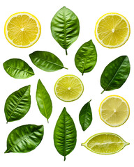 Lemon and Lime Slices with Green Leaves on Black Background