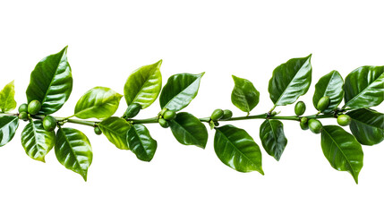 Fototapeta premium Coffee branch green leaves coffee beans dark background