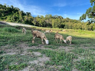 Sheep grazing and resting on a tropical green pasture in Wonogiri, Indonesia. Peaceful rural farm...