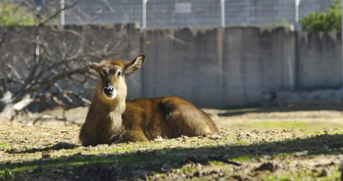 A female waterbuck lying on the ground in a safari park on a sunny day. The animal rests calmly, surrounded by natural light and open space