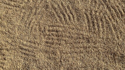 Drying harvested rice grains under sunlight – close-up texture view of golden paddy, traditional post-harvest method in rural Indonesia.