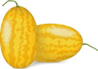 Group of Gold in Gold Watermelons. Citrullus lanatus. Fruits and vegetables. Isolated vector illustration.