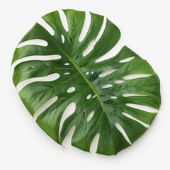 "Fenestrated Monstera Leaf" captures the characteristic holes and splits in the leaf of this plant, which is often called a Swiss cheese plant.

