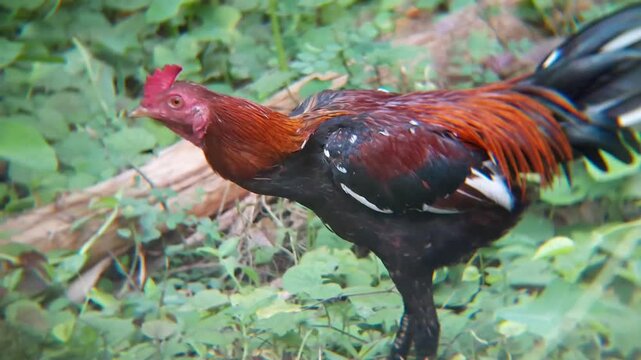 The rooster in front of the house
