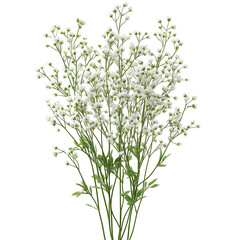 White Baby's Breath Flower Illustration